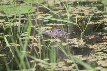 Alligator in the pond