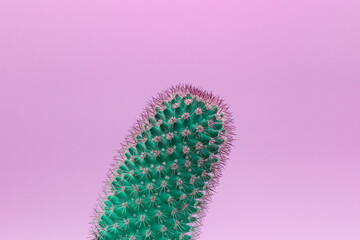 Surreal green cactus on a purple background