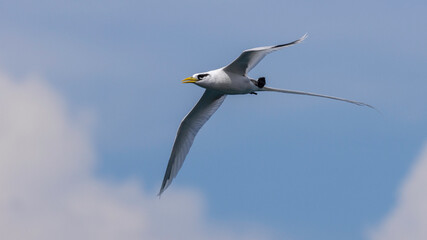 White-tailed Tropicbird in Flight