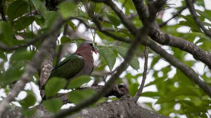 Asian Emerald Dove