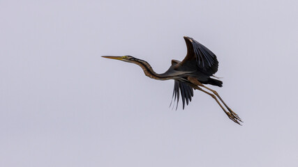 Purple Heron in Flight