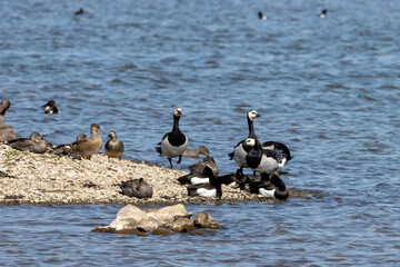 Naklejka premium Verschieden Enten und Nonnengänse liegen in der Ruhezone in einem See von der Wedeler Marsch