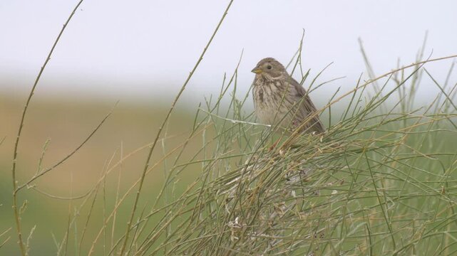 Corn Bunting, Judea desert, Israel