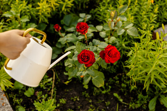 A hand holds a white metal watering pot is going to water red roses in the garden Gardener watering roses flowers with watering can. Summer garden work.