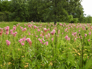 Filipendula rubra - Queen of the Prairie - Native North American Wildflower - Pink Blooming Flower