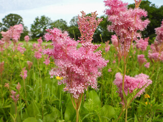 Filipendula rubra - Queen of the Prairie - Native North American Wildflower - Pink Blooming Flower
