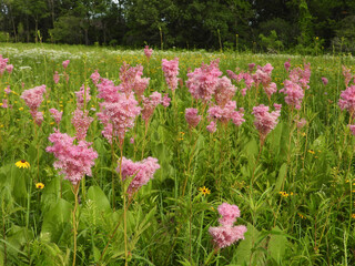 Filipendula rubra - Queen of the Prairie - Native North American Wildflower - Pink Blooming Flower