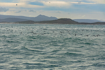 Gansbaai Bay, South Africa