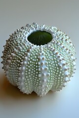 Green and White Sea Urchin Shell