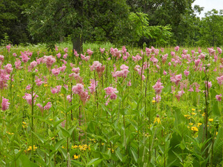 Filipendula rubra - Queen of the Prairie - Native North American Wildflower - Pink Blooming Flower