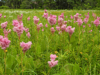Filipendula rubra - Queen of the Prairie - Native North American Wildflower - Pink Blooming Flower