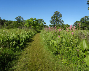 Naklejka premium Filipendula rubra - Queen of the Prairie - Native North American Wildflower - Pink Blooming Flower