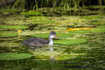 Eurasian coot (Fulica atra) chick swims in a pond overgrown with aquatic vegetation