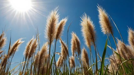 Obraz premium ears of wheat