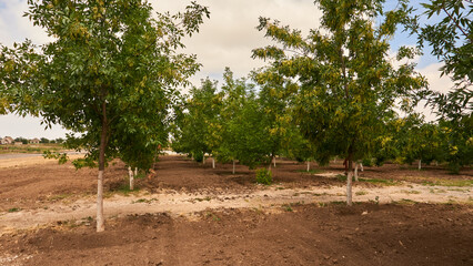 Fototapeta premium landscape in rural areas in Ukraine