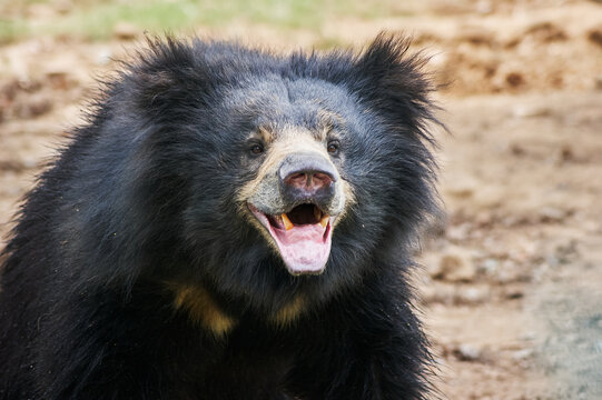 sloth bear (Melursus ursinus)