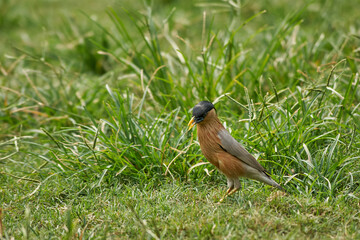 A brahminy starling or brahminy myna (Sturnia pagodarum) hunting in green grassy field in Patna, Bihar, IN