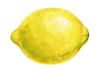 Lemon fruit, realistic yellow fruit botanical watercolor illustration. Juicy citrus isolated on a white background