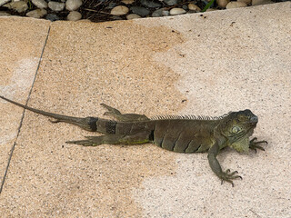 iguana on the floor under the sun