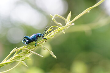 Sagra Femorata on a white background.