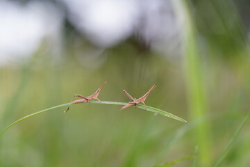 Locusts are one of the insect pests.