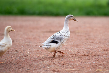 Ente