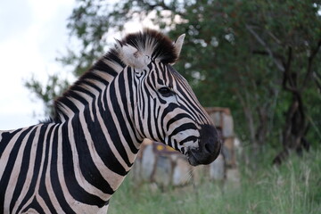 Zebra in the wild