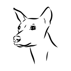 American naked Terrier an American hairless terrier dog American naked terrier vector sketch