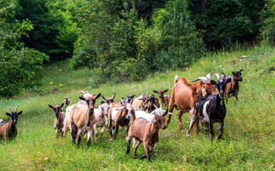 Goats in the mountains