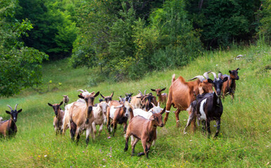 Goats in the Apusine mountains, Romania