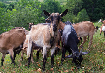 Goats in the Apusine mountains, Romania