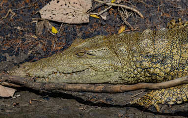 Obraz premium St. Lucia Estuary, South Africa