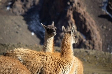 guanaco
