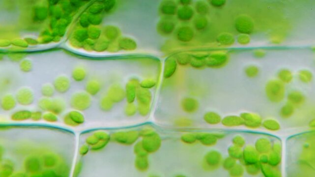 Elodea Plant Cells with Moving Chloroplasts under 100x DIC Microscopy