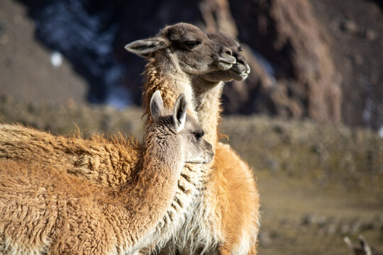 guanaco with a baby