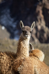 guanaco