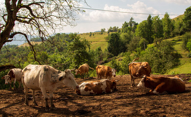 Village life in Romania