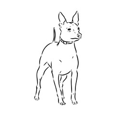 American naked Terrier an American hairless terrier dog American naked terrier vector sketch