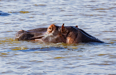 Fototapeta premium St. Lucia Estuary, South Africa