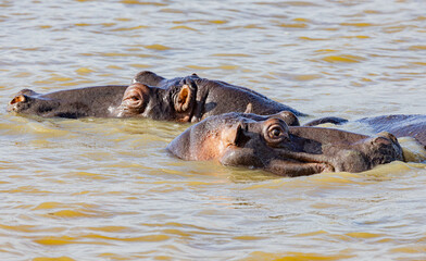 Fototapeta premium St. Lucia Estuary, South Africa
