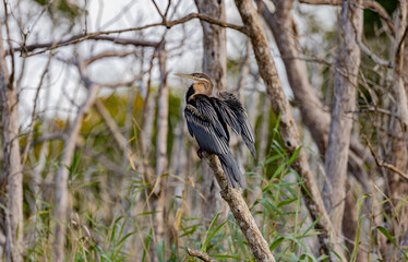 St. Lucia Estuary, South Africa