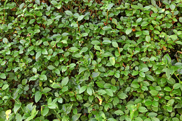 Background with plants. Green hedge.