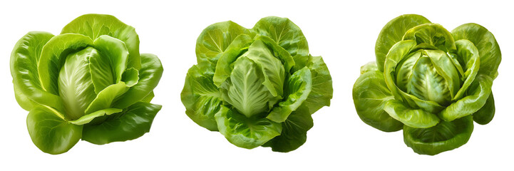 Obraz premium butter lettuce isolated on transparent background