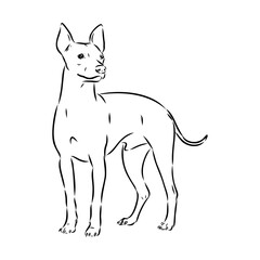 American naked Terrier an American hairless terrier dog American naked terrier vector sketch