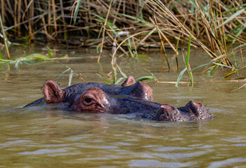 St. Lucia Estuary, South Africa