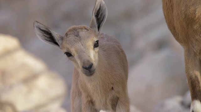 Nubian Ibex fawn close up, Ein gedi, Israel