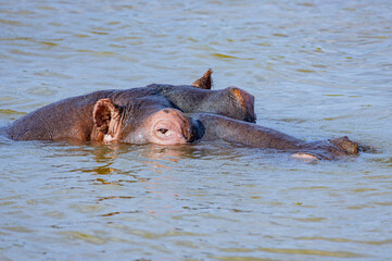 St. Lucia Estuary, South Africa