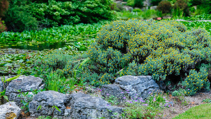 plants on the rocks