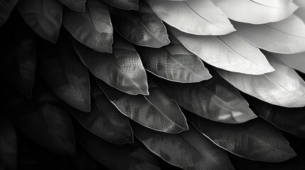 Fototapeta premium Black and White Feather Texture