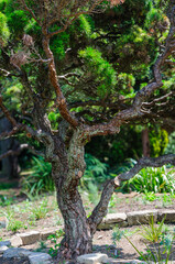 tree in the botanical garden 
